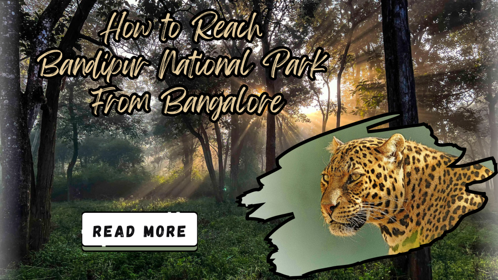 How to Reach Bandipur National Park from Bangalore | Travel Guide