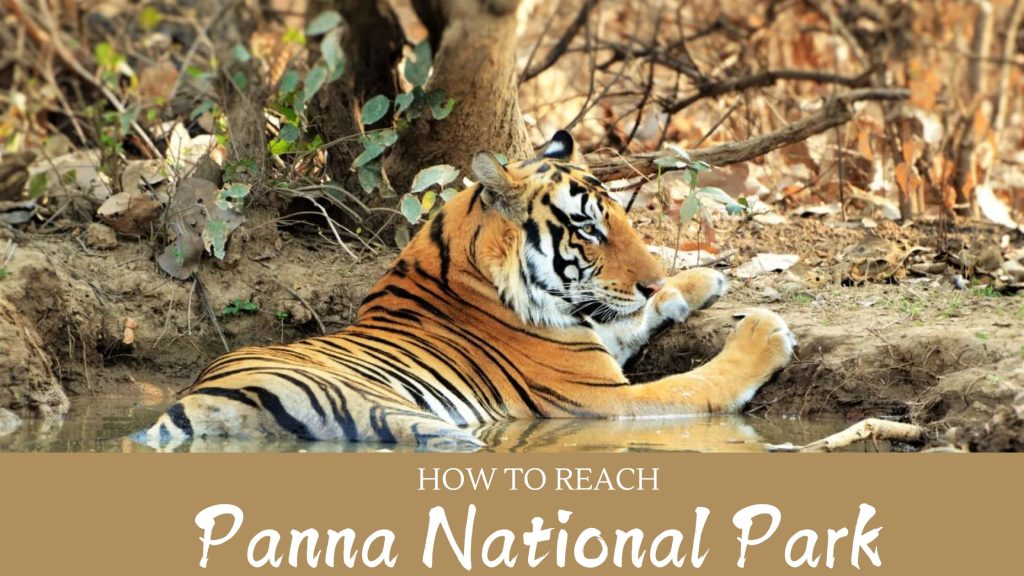 How To Reach Panna National Park