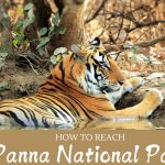 How To Reach Panna National Park